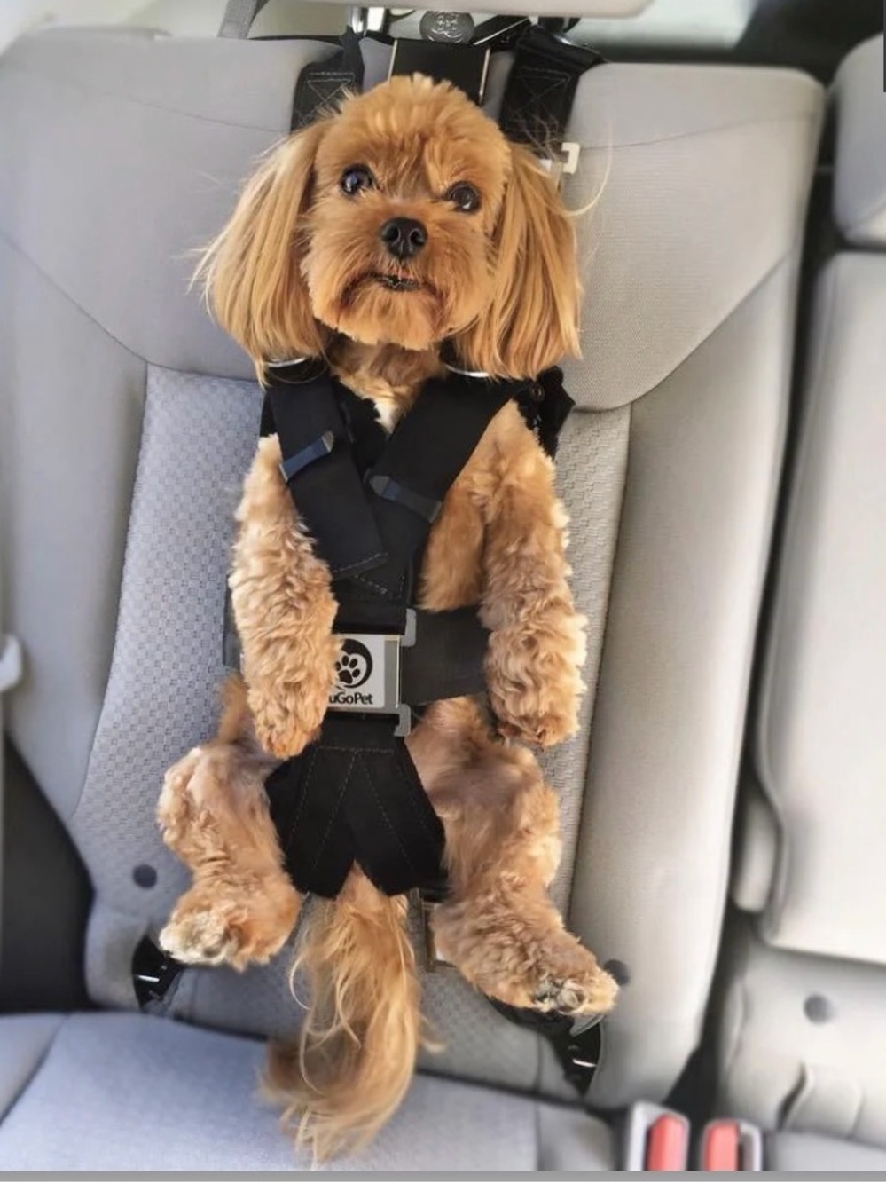 ZugoPet Rocketeer Multifunctional Harness